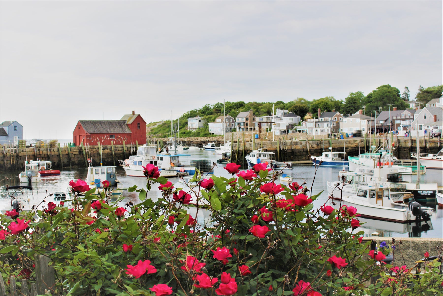Beach Roses at Motif #1 Rockport Massachusetts