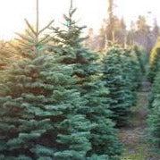 Christmas Tree Farm