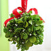 44 Mistletoe Kisses - Rockport Candle Company